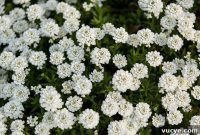 Tuesday Garden: Peonies, Candytuft, Phlox & Spring Blooms