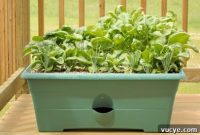Deck & Balcony Theme Gardens: Design Ideas and Planting Tips