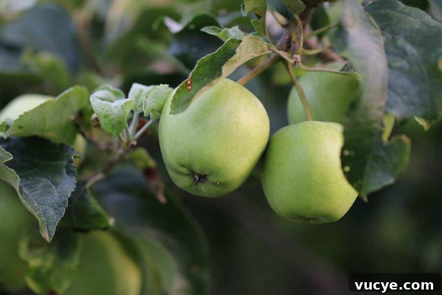 How to Dehydrate Apples at Home: Simple Step-by-Step Method 3 img 22471 2