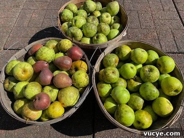 How to Dehydrate Apples at Home: Simple Step-by-Step Method 5 Three half bushels of apples