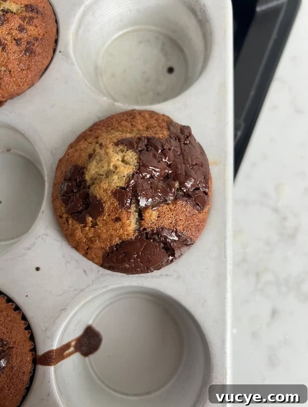 Bakery-Style Chocolate Chunk Banana Muffins Recipe 3 A baked chocolate chunk banana muffin in a muffin pan.