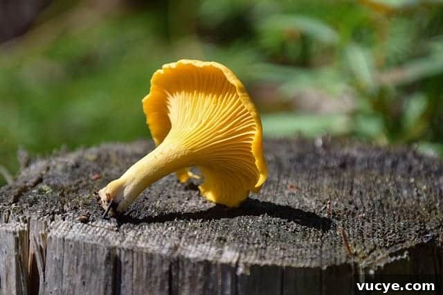 Where to Forage and How to Cook Chanterelle Mushrooms 4 Chanterelle with forked folds or wrinkles on the stem, which extend onto the underside of the cap.